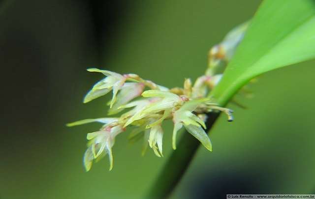 Pleurothallis Parviflora