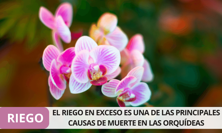 RIEGO 1