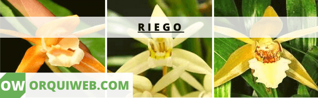 RIEGO 1