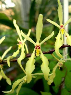 Renanthera citrina