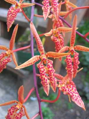 Renanthera matutina