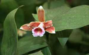 Sobralia atropubescens