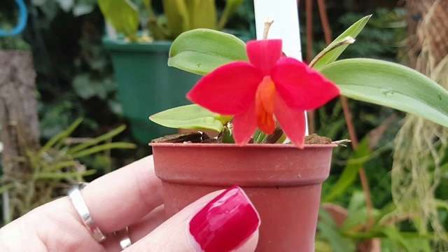 Sophronitis Acuensis