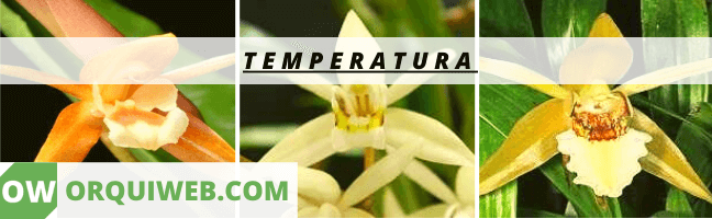 TEMPERATURA 1