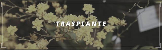 TRASPLANTE