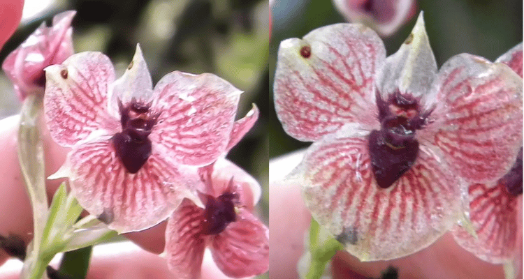 Telipogon Diabolicus
