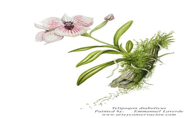 Telipogon diabolicus