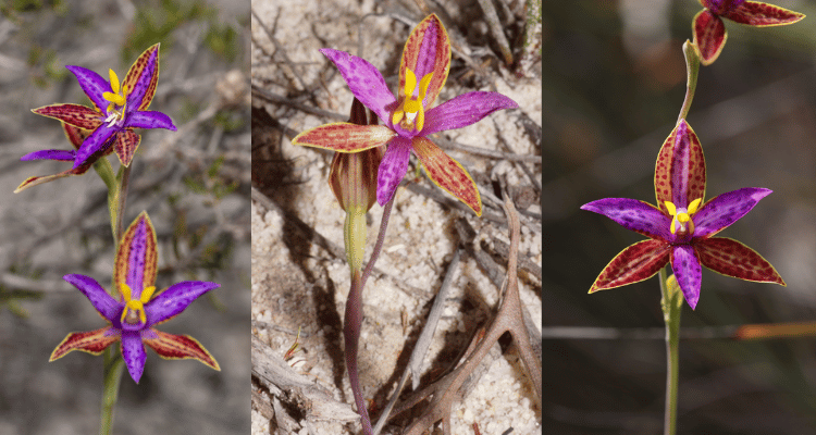 Thelymitra pulcherrima