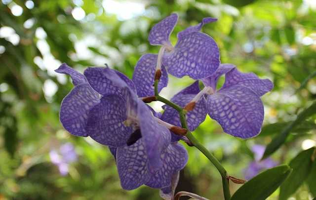 Vanda azul