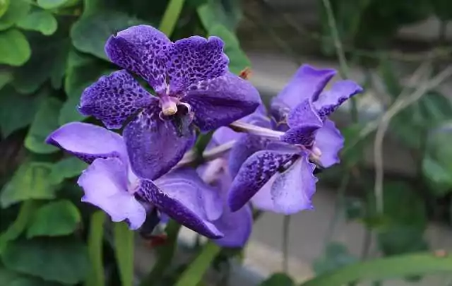 Vanda coerulea 1