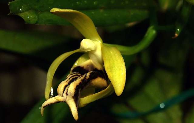 Vanda cristata