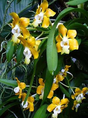 Vanda denisoniana