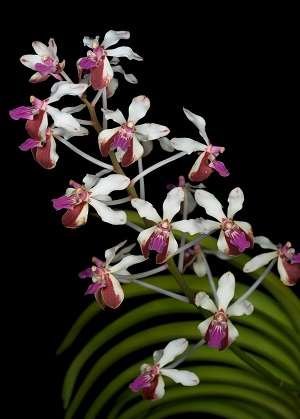 Vanda lamellata