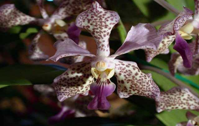 Vanda tricolor 1