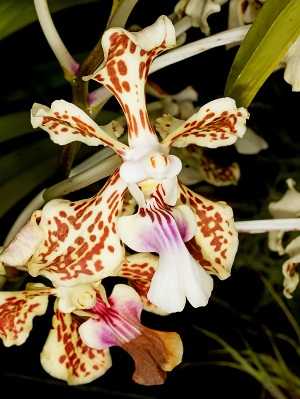Vanda tricolor 2