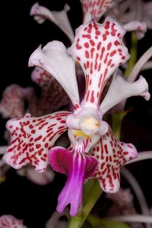 Vanda tricolor 3