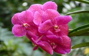 Vanda