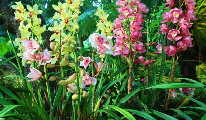 Varias orquideas Cymbidium en flor