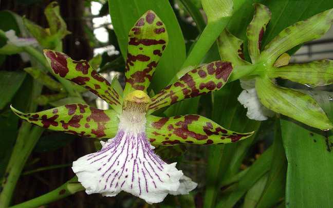 Zygopetalum crinitum 1