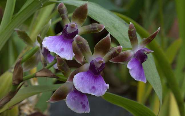 Zygopetalum