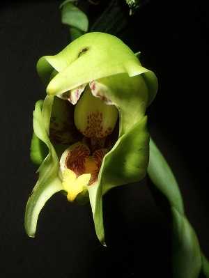 anguloa cliftonii