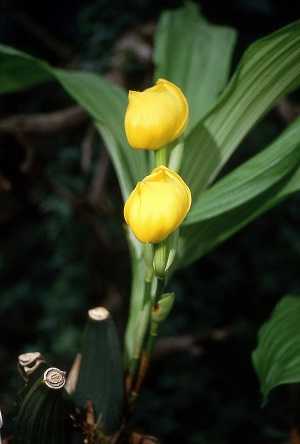 anguloa clowesii