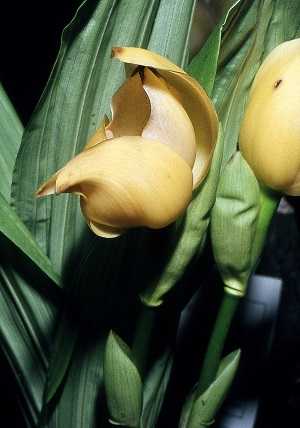 anguloa dubia