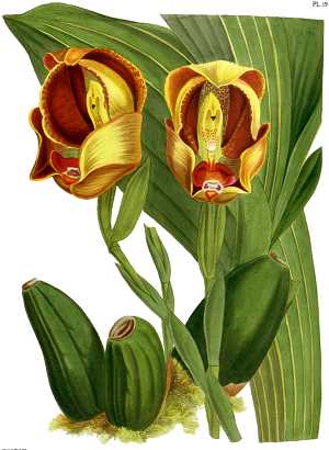 anguloa ruckerii sanguinea