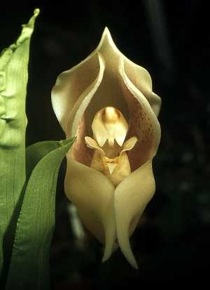 anguloa uniflora