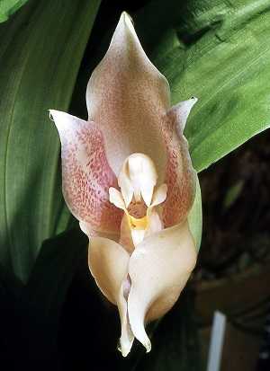anguloa virginalis