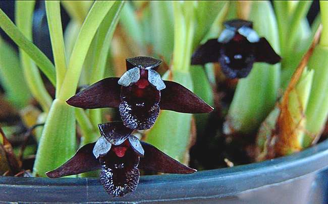 brasilorchis schunkeana en el florero