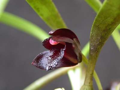 brasilorchis schunkeana flor