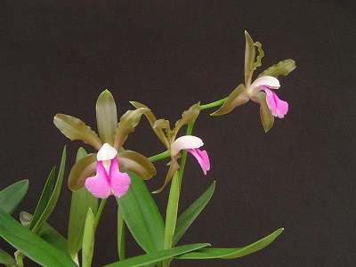 cattleya bicolor