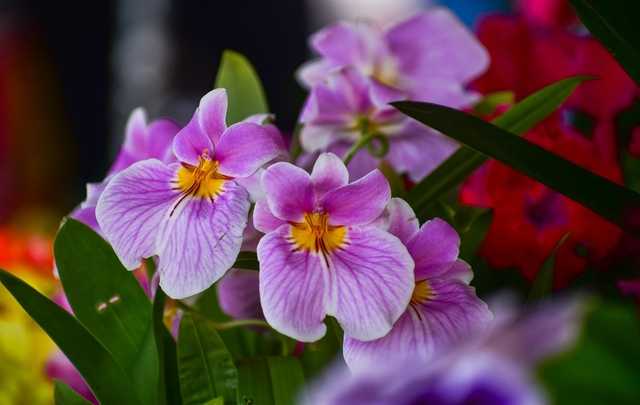 clasificacion de las orquideas