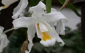 coelogyne Cristata