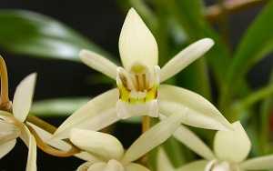 coelogyne flaccida