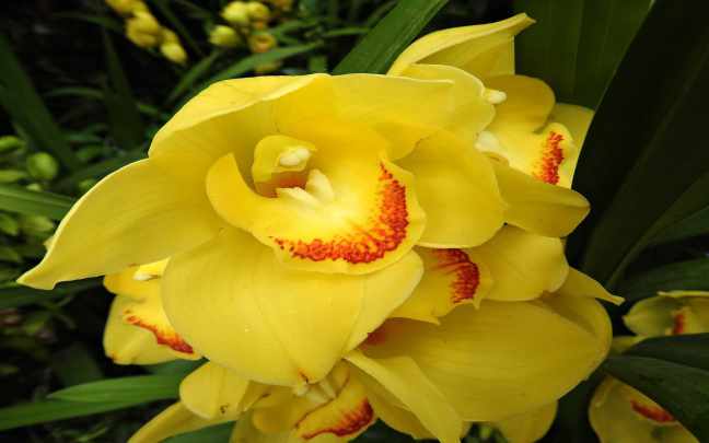 cymbidium