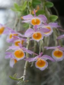 den. loddigesii