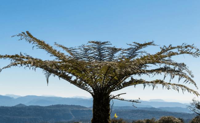 dicksonia selowiana