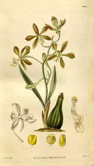 encyclia patens
