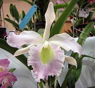 hibrido entre cattleya purpurata y brassavola