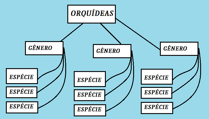 jerarquia 2