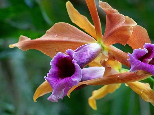 laelia tenebrosa naranja