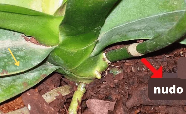 nudo orquideas