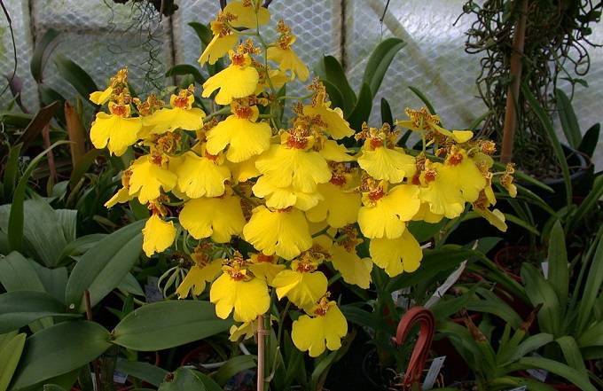oncidium aloha