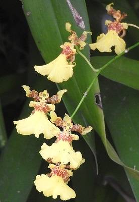 oncidium altissimum