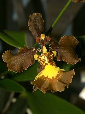 oncidium crispum