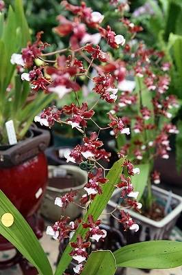 oncidium sharry baby