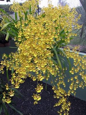 oncidium sphacelatum 2