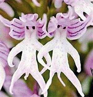orchis